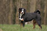 BOUVIER D'APPENZELL 095